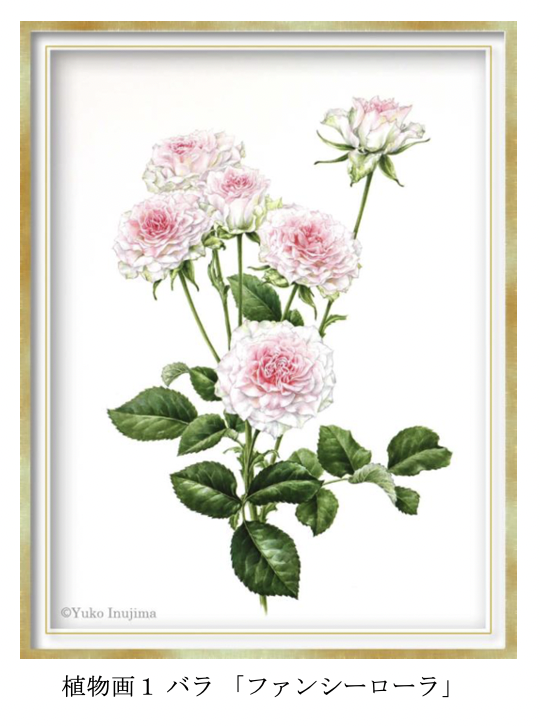 植物画　バラ　「ファンシーローラ」