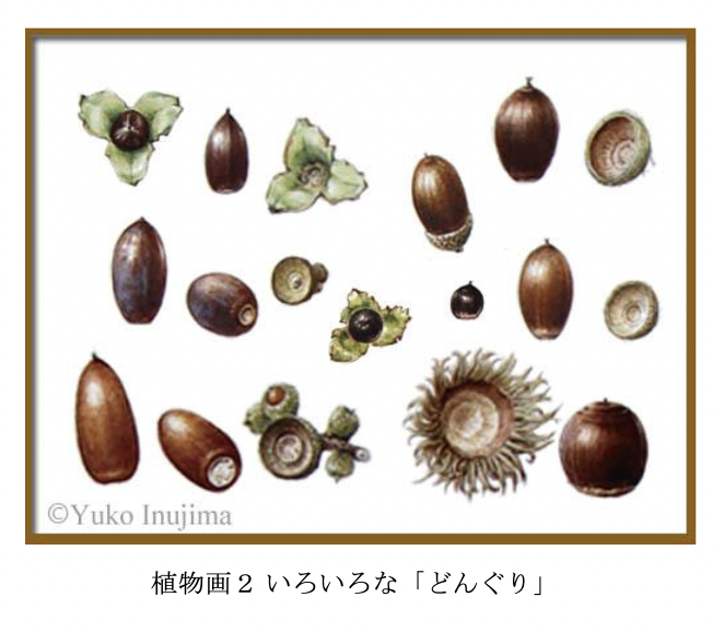 植物画2　いろいろな「どんぐり」