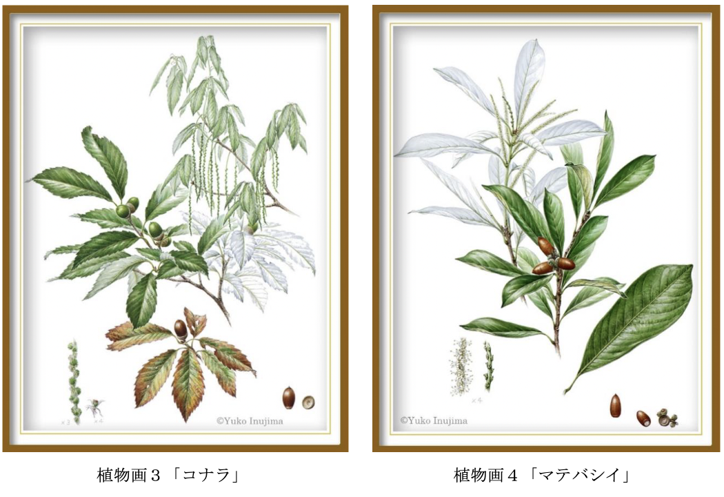 植物画3「コナラ」 植物画4「マテバシイ」